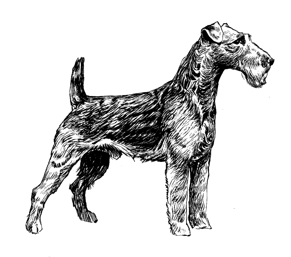 Welsh Terrier